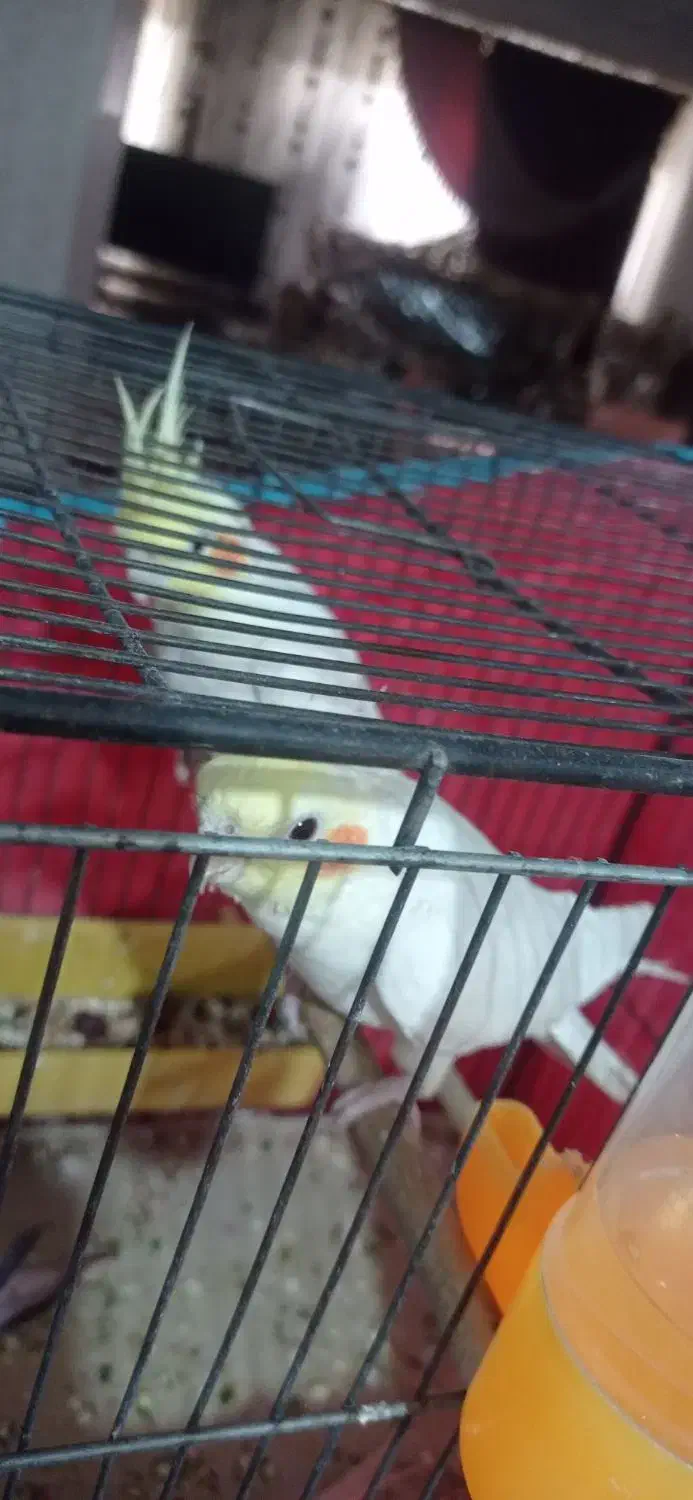 تعدادی عروس هلندی. لوتینیو. مرواریدی|پرنده|فردیس, فرامرزیه|دیوار