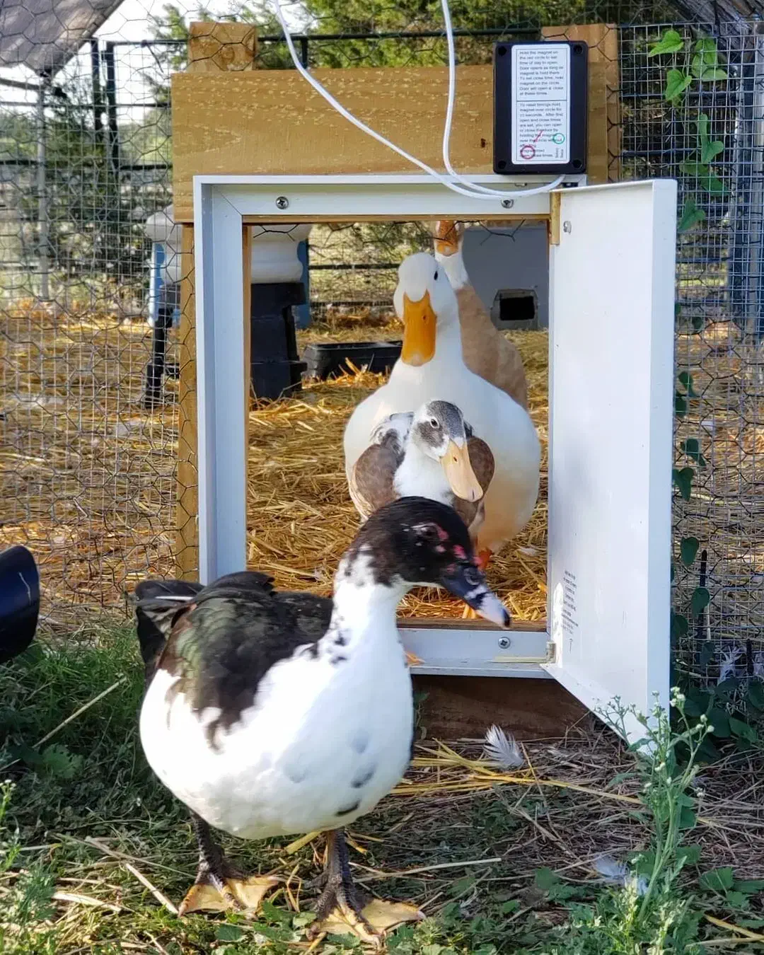 درب اتومات مرغ|لوازم جانبی حیوانات|بوکان, |دیوار