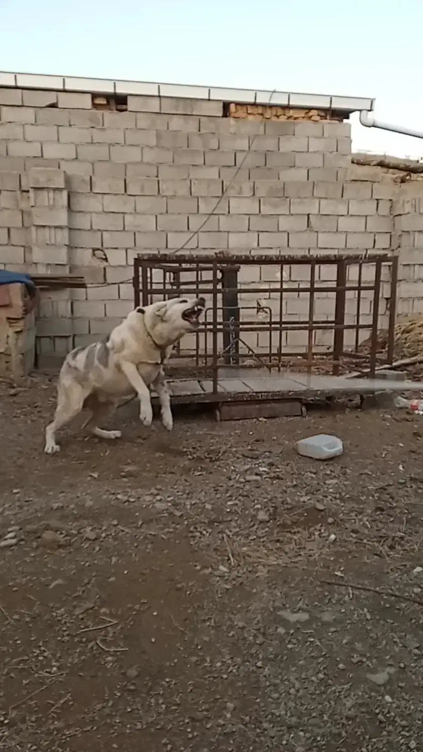 واگذاری سگ نگهبان|سگ|سیلوانه, |دیوار