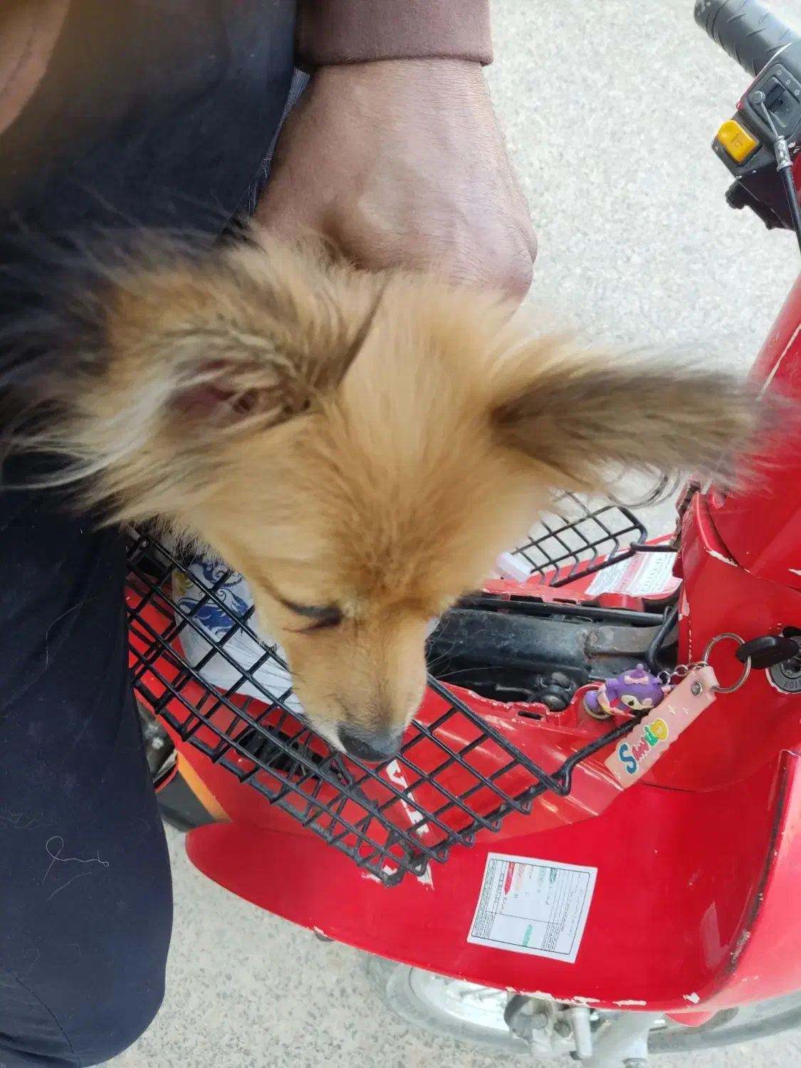 سگ پامرین روباهی|سگ|اهواز, شریعتی جنوبی|دیوار