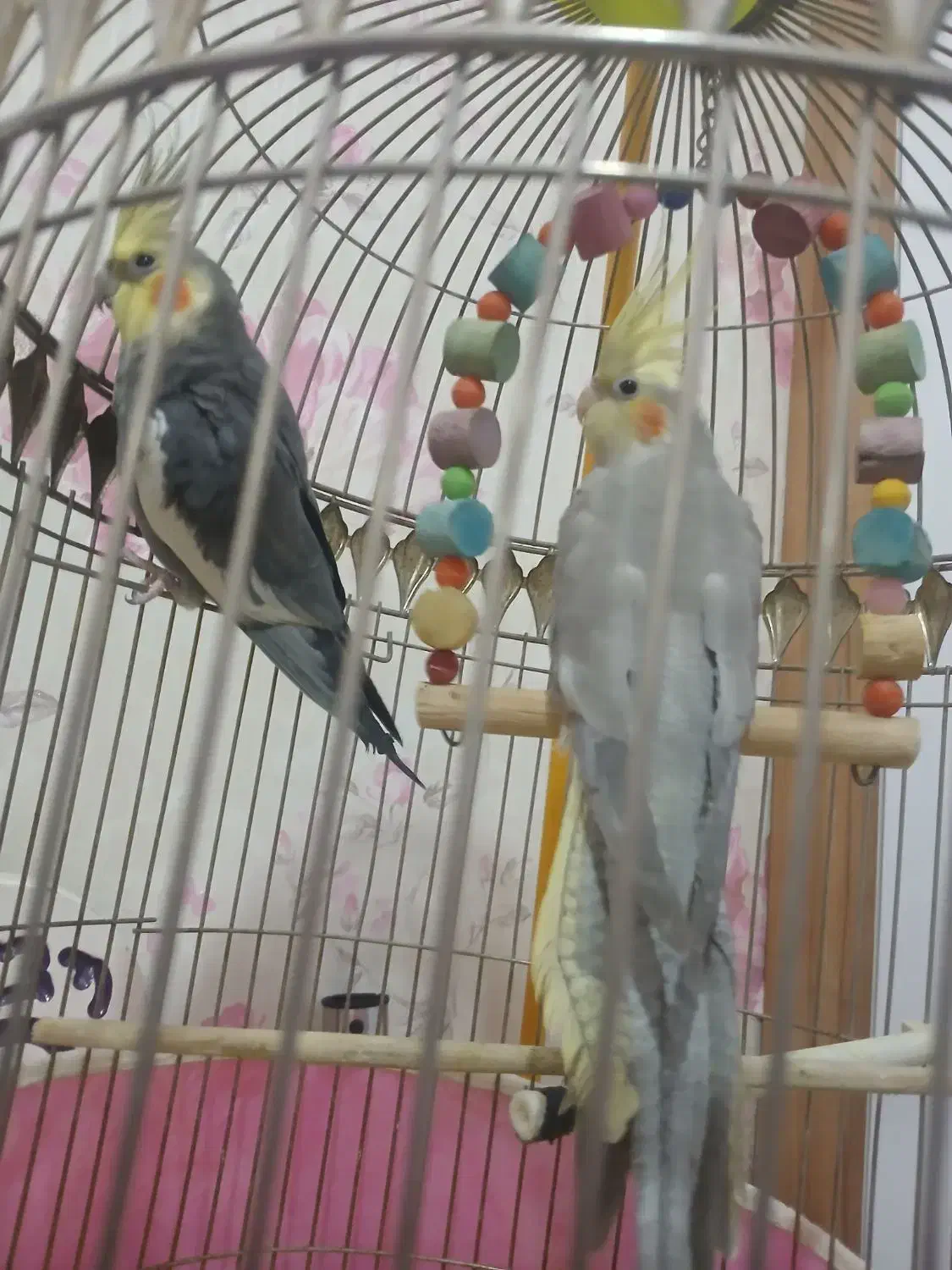 عروس هلندی|پرنده|تبریز, |دیوار