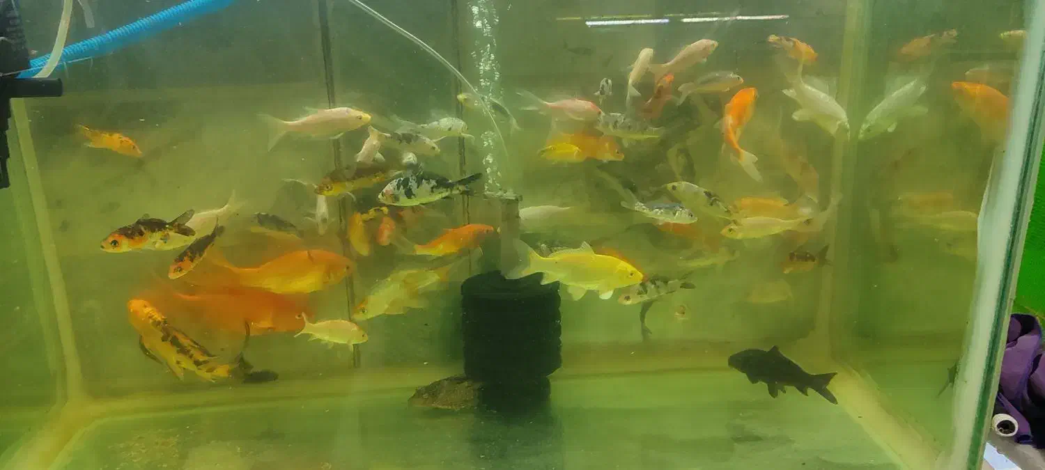 کوی نژاددار و کوی باله سوپر بلند و کوتاه|ماهی|پاکدشت, پاکدشت (مامازند)|دیوار