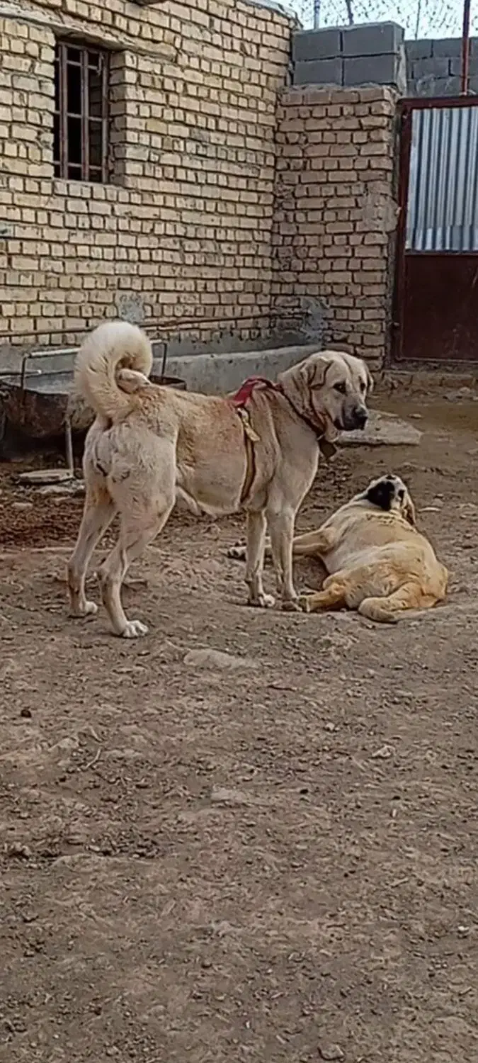 سگ پژدر و سرابی|سگ|گلپایگان, |دیوار