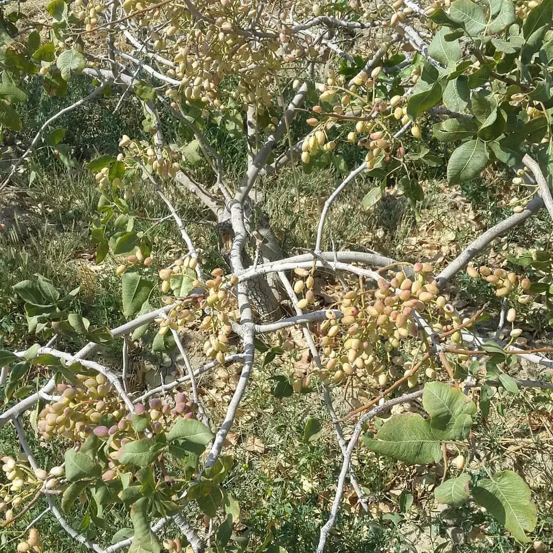 نهال پسته یه ساله دوساله سه ساله|خدمات باغبانی و درختکاری|تاکستان, |دیوار