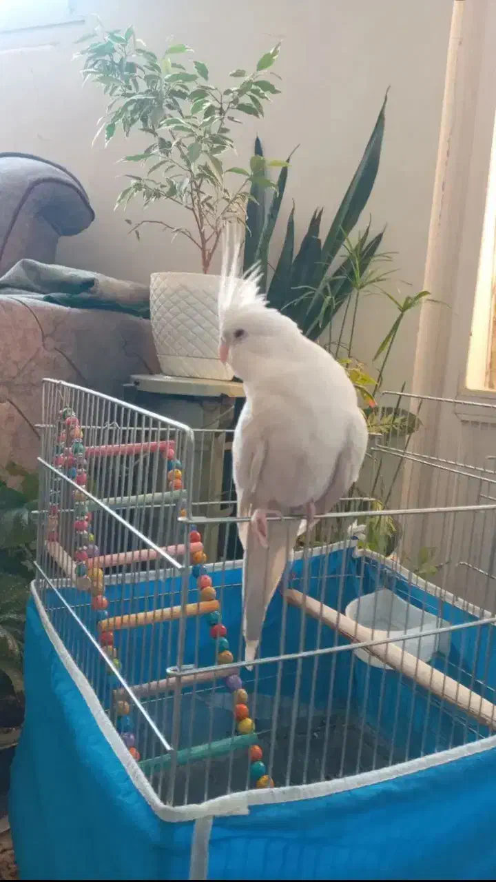 عروس هلندی|پرنده|ایذه, |دیوار