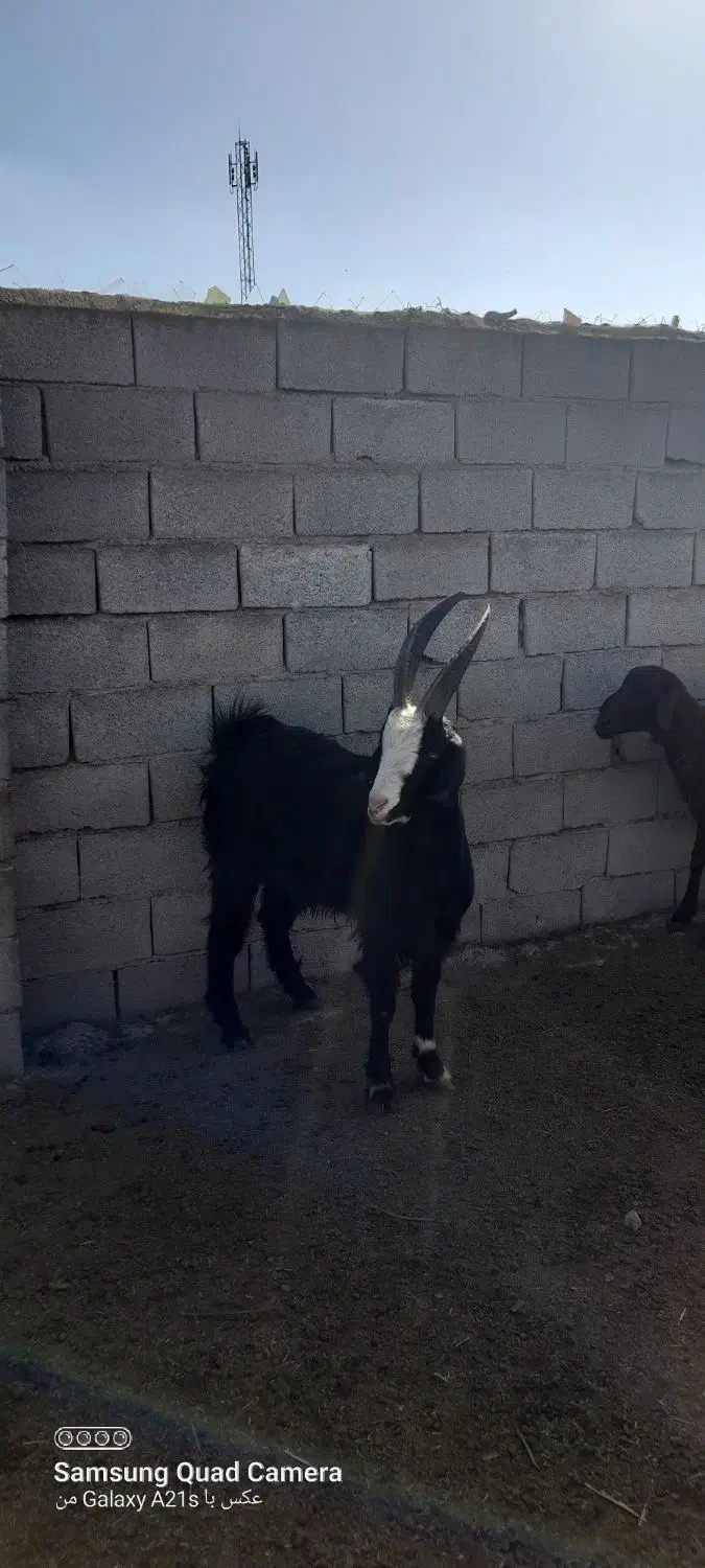 نر بز چاتمه|حیوانات مزرعه|سنگدوین, |دیوار