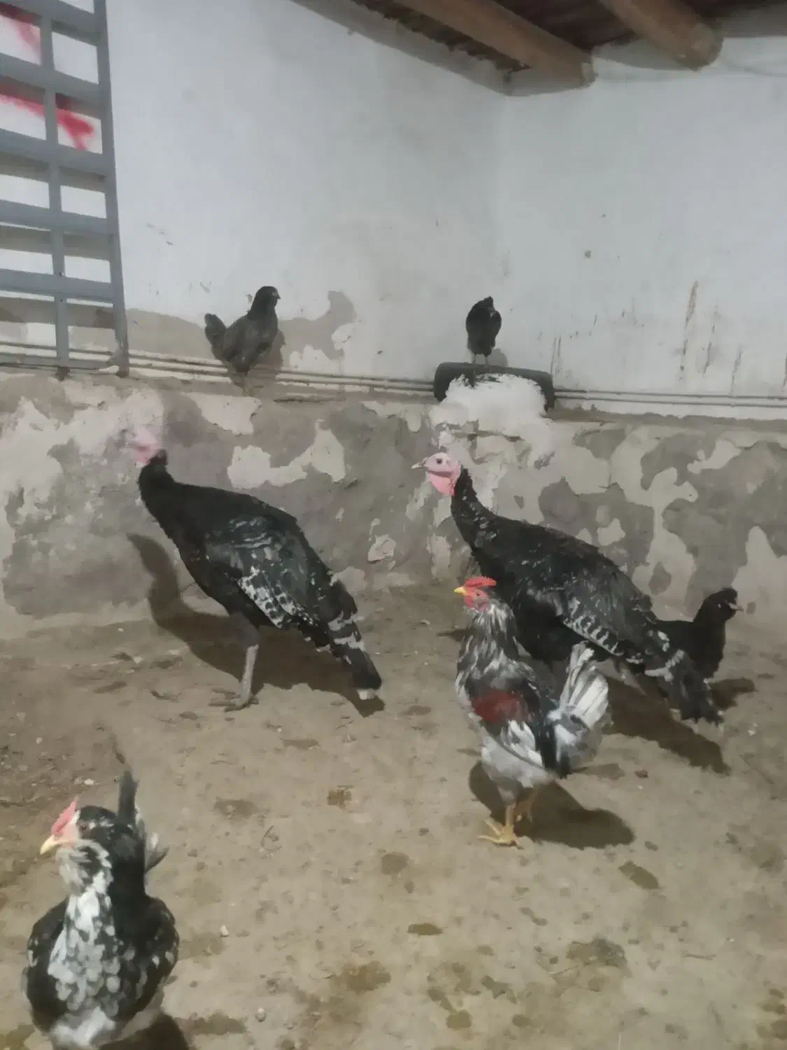 دوتابوقلمون نر۸ماهه سالم وسرحال بزرگ شده توروستا|حیوانات مزرعه|باسمنج, |دیوار