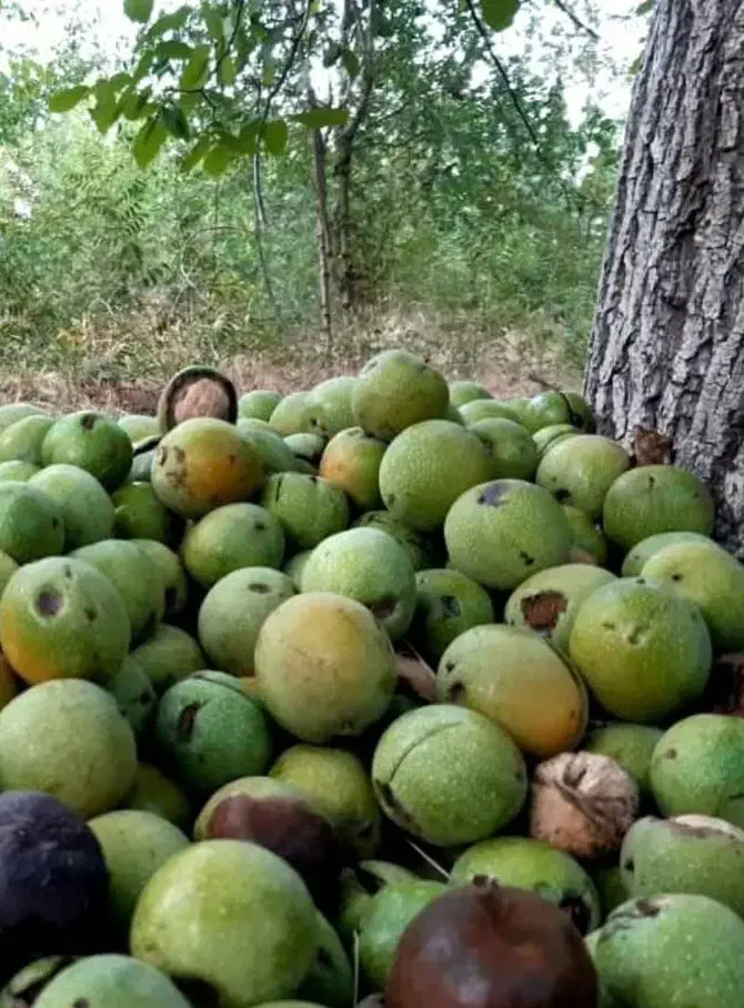 کارگر ماهر گردو تکان|خدمات باغبانی و درختکاری|فارسان, |دیوار