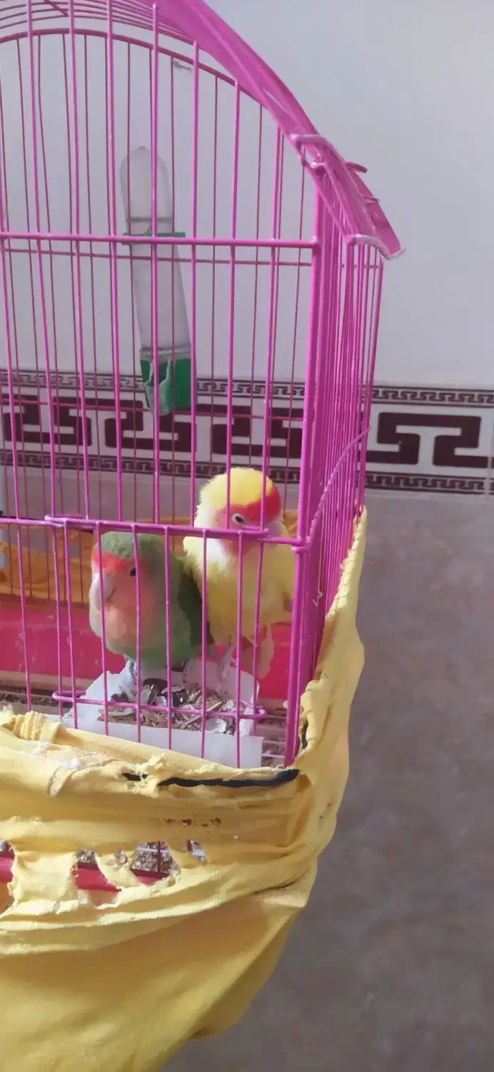 طوطی برزیلی|پرنده|قرچک, میرزائی شمالی|دیوار