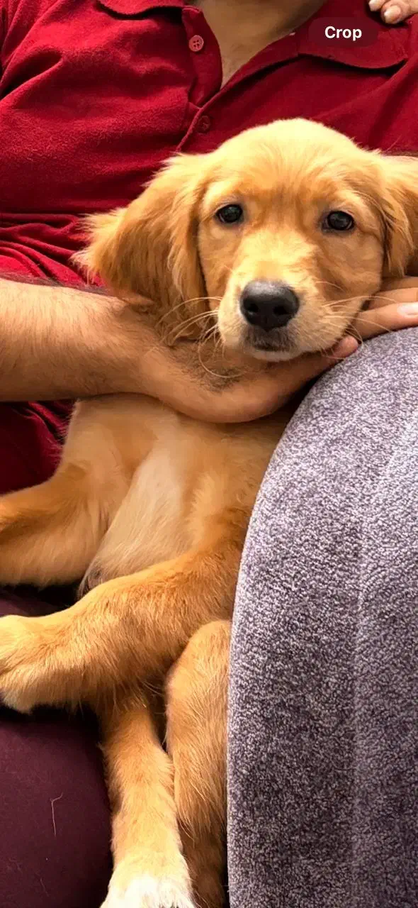 سگ نژاد گلدن ماده ۶ ماهه، فوق‌العاده آروم و مهربون|سگ|برخوار, |دیوار