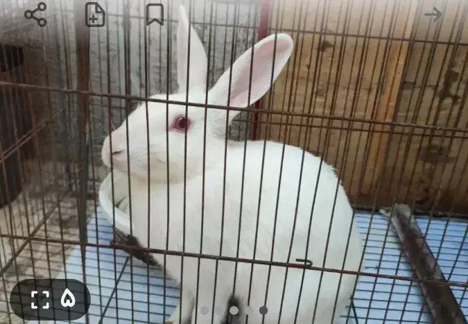 یک خرگوش سالم رنگ سفید|موش و خرگوش|قم, زمان زاده|دیوار