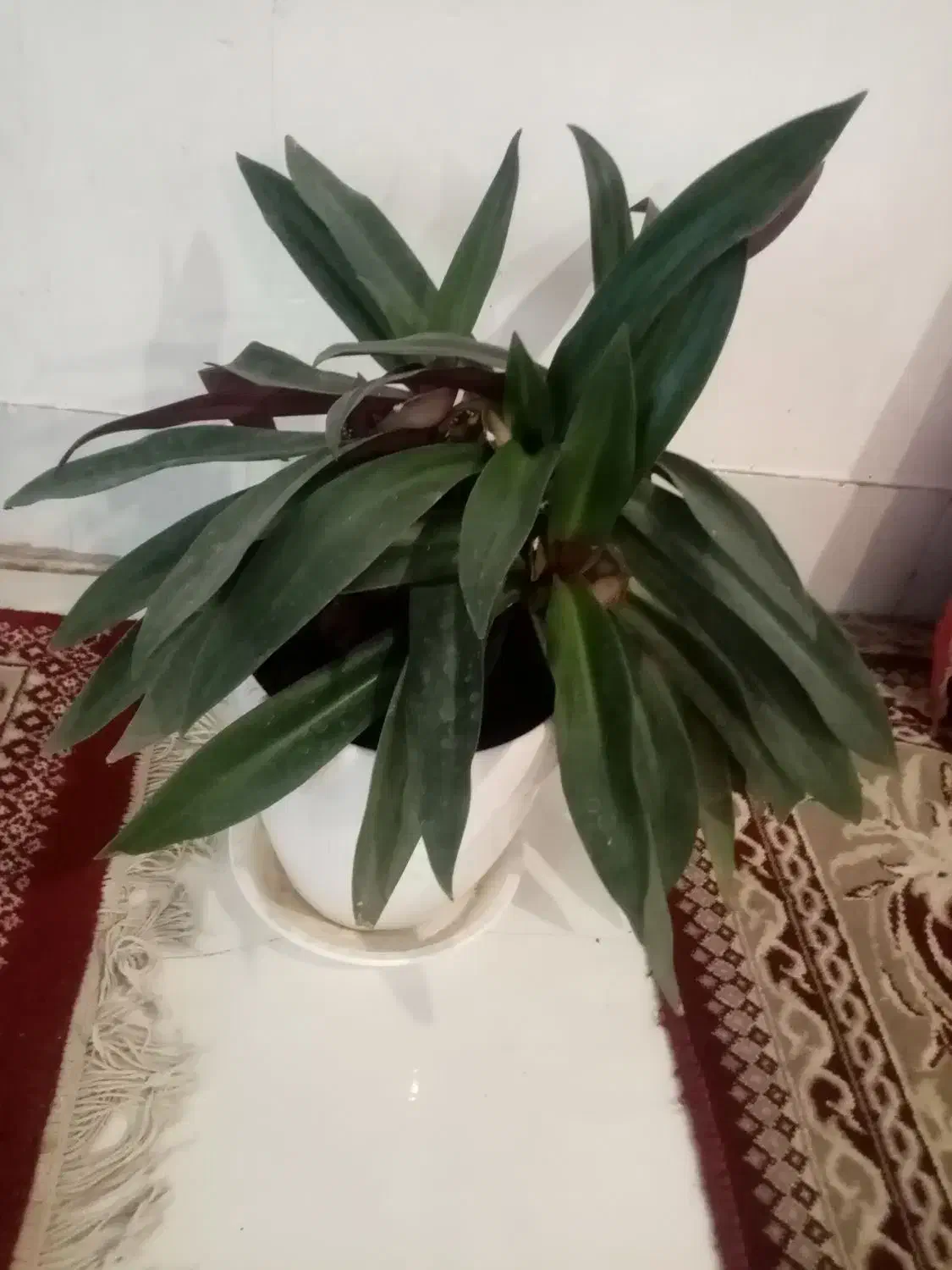 گل شاداب گلدان6تا|گل و گیاه طبیعی|نیشابور, هفده شهریور|دیوار