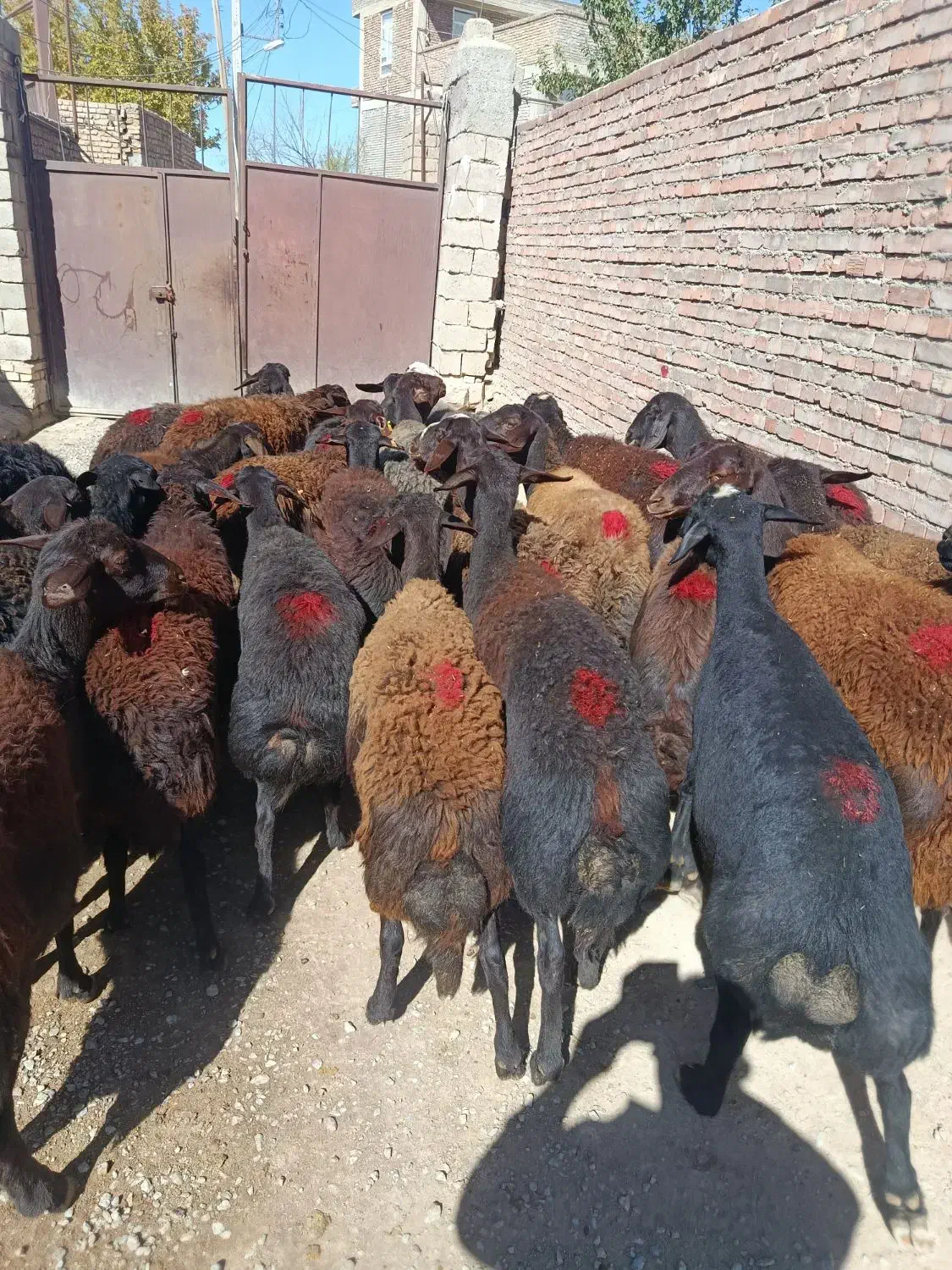 35راس گوسفند قزل افشار درجه یک همه آبستن|حیوانات مزرعه|لیلان, |دیوار