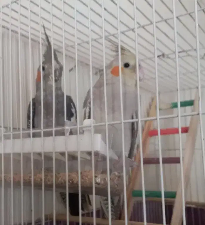 معاوضه عروس هلندی با قناری نر گیلانغرب|پرنده|گیلان غرب, |دیوار