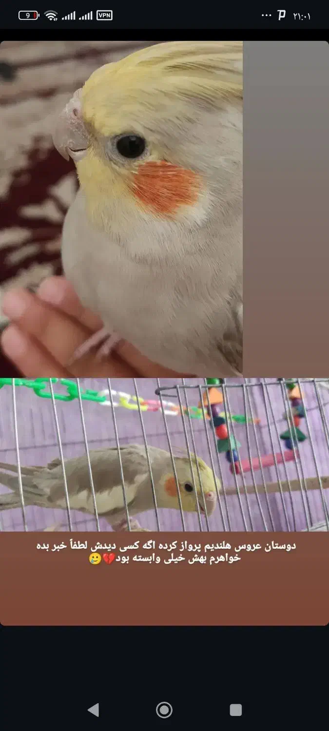 عروس هلندی گم شده|حیوانات|اسفراین, |دیوار