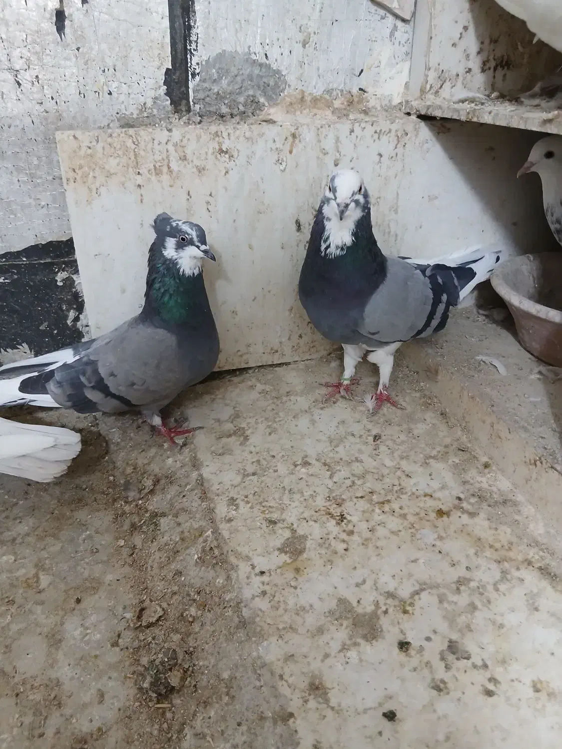 کبوترتهرانی|پرنده|کرمانشاه, |دیوار