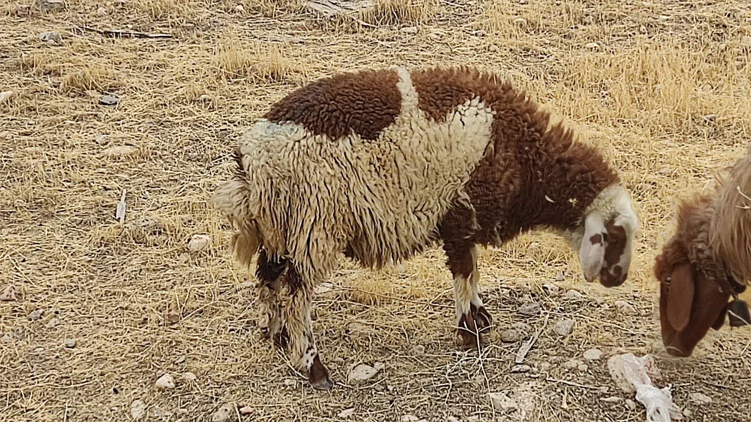 بره نر|حیوانات مزرعه|شوش, |دیوار