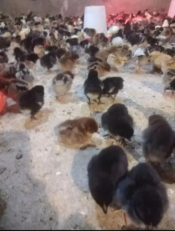 جوجه جهادی یک روزه|حیوانات مزرعه|تربتحیدریه, میدان مرکزی|دیوار