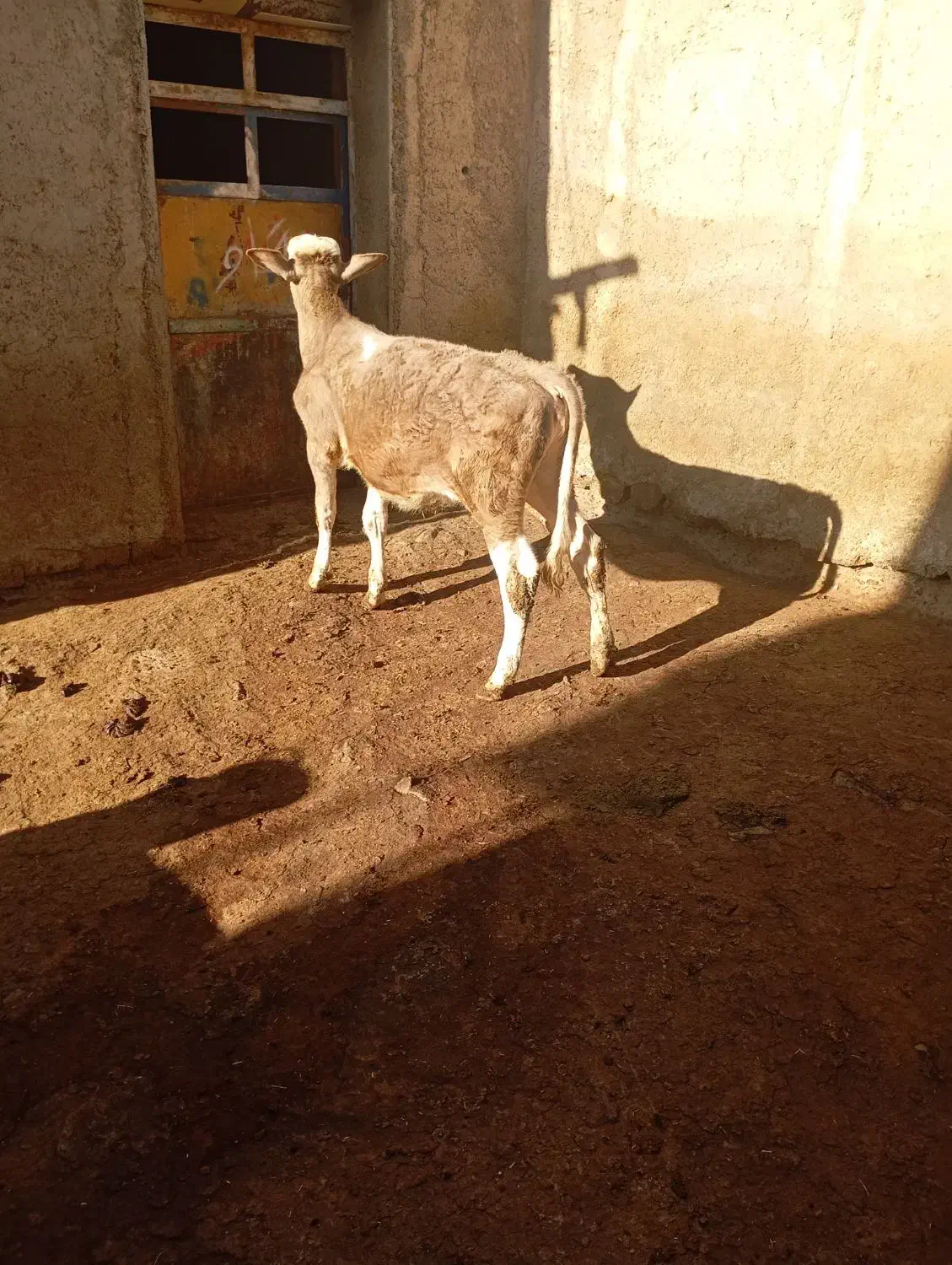 گوساله|حیوانات مزرعه|حسین آباد, |دیوار