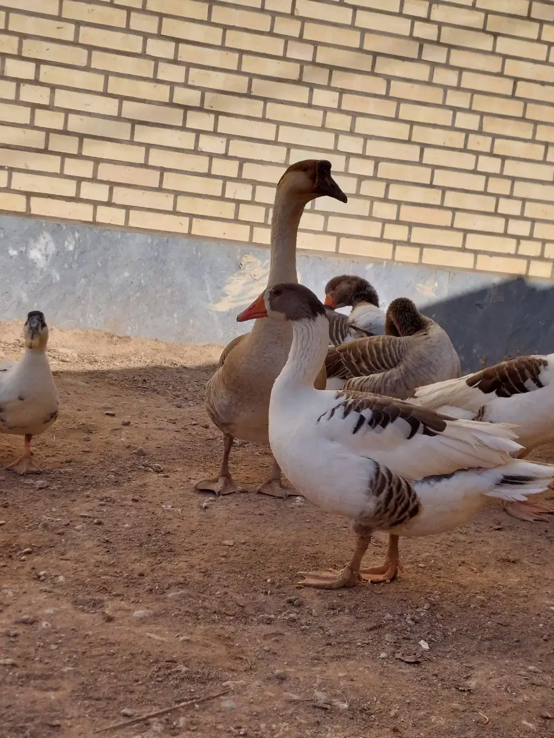 حراج غاز|حیوانات مزرعه|آران و بیدگل, |دیوار