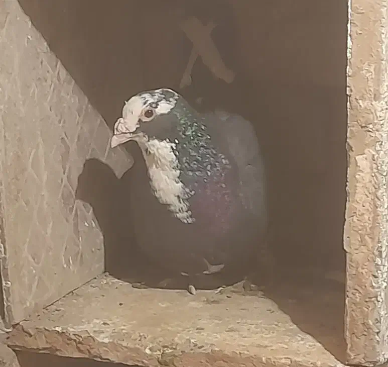 کفتر یا کبوتر|پرنده|تربت‌حیدریه, بالا ولایت|دیوار