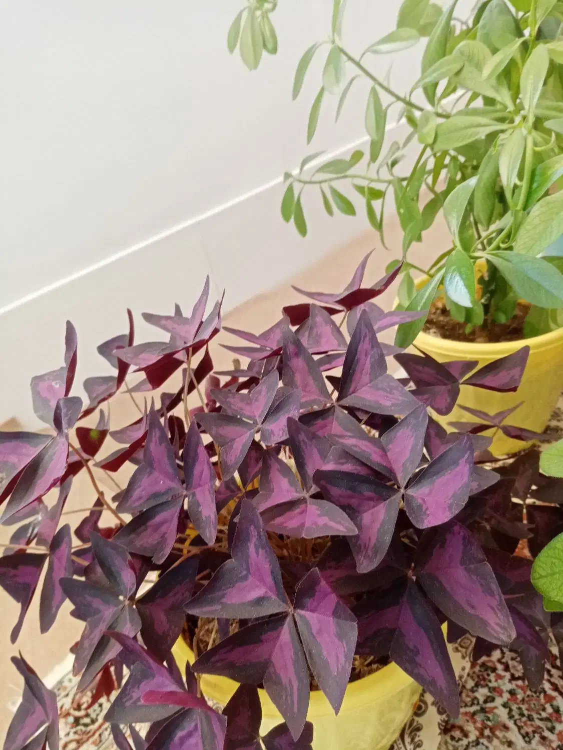 گل های طبیعی|گل و گیاه طبیعی|سردشت, |دیوار