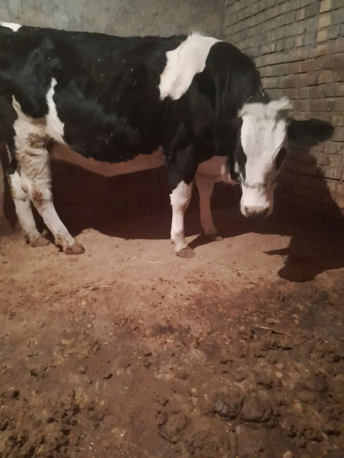 فروش یک رس نوبرآبستن|حیوانات مزرعه|خنداب, |دیوار