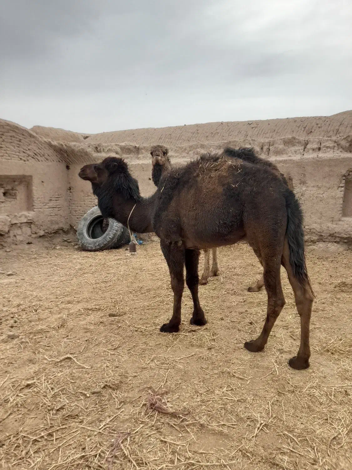 شتر|حیوانات مزرعه|راور, |دیوار