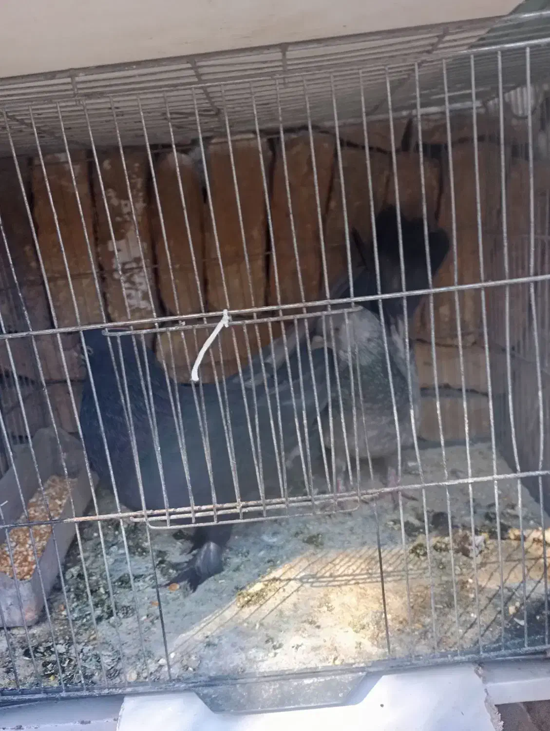 پر سر قدیم|پرنده|شهرکرد, |دیوار