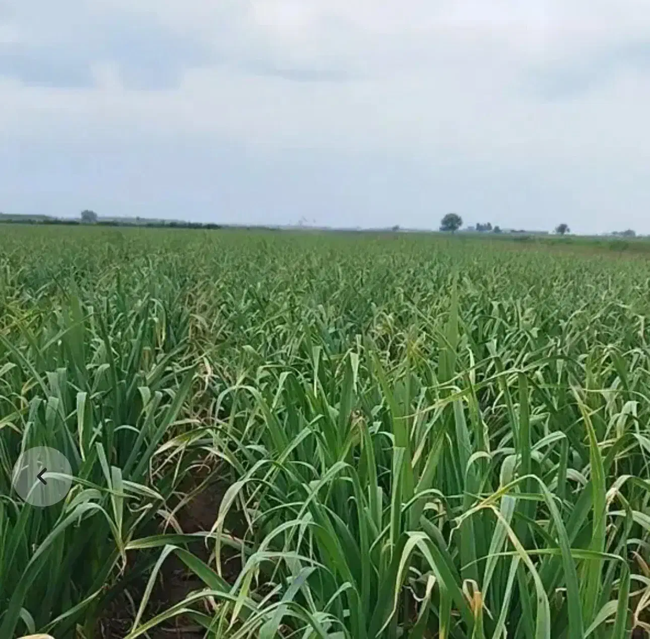 سیر|عمدهفروشی|قشلاق دشت, |دیوار