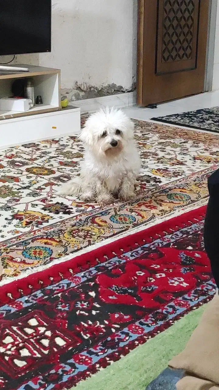 واگذاری سگ|سگ|مسجد سلیمان, |دیوار