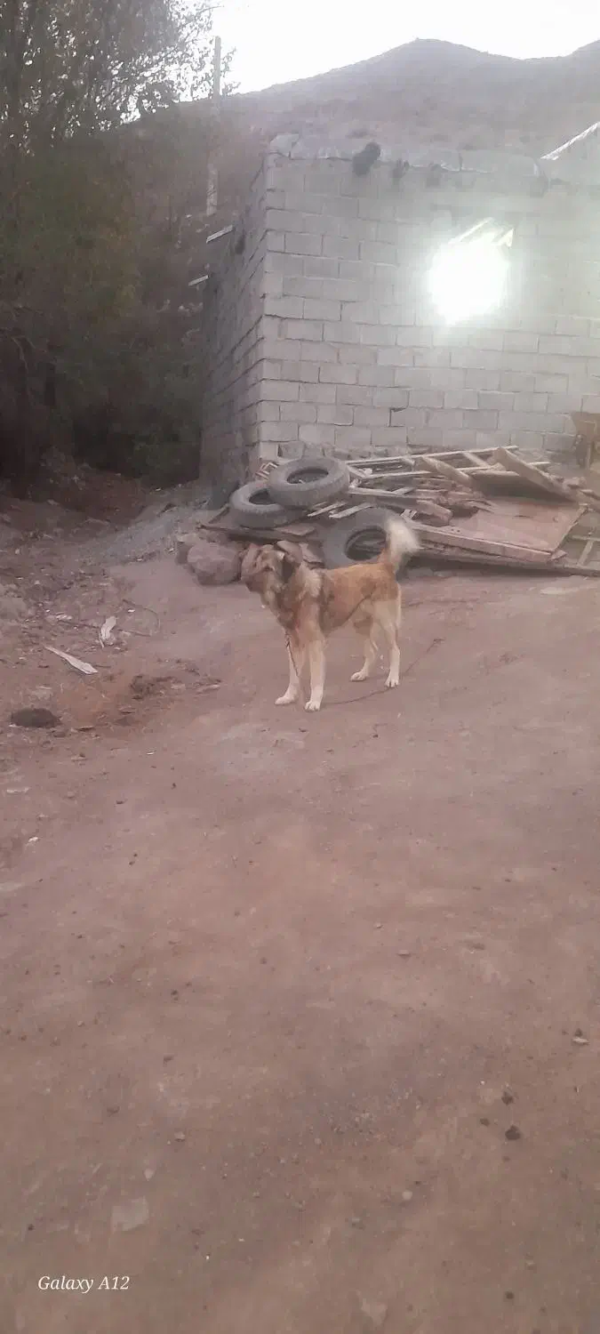 سگ سرابی|سگ|ثمرین, |دیوار