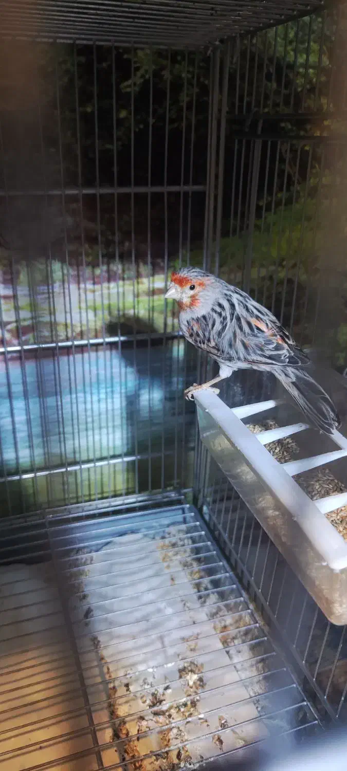 قناری توپاز|پرنده|مبارکه, |دیوار