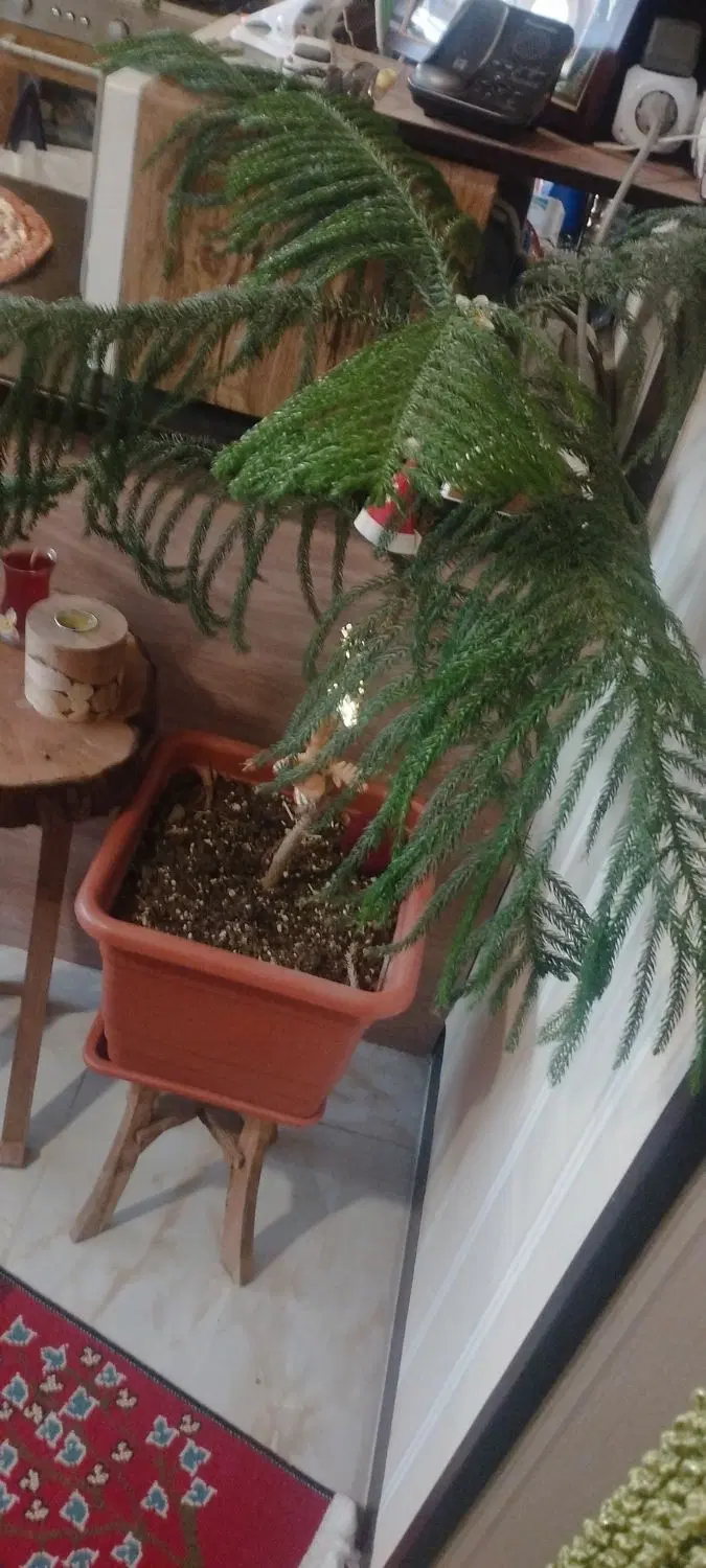 کاج مطبق با گلدان بزرگ سالم وزیبا|گل و گیاه طبیعی|اصفهان, ملکشهر|دیوار