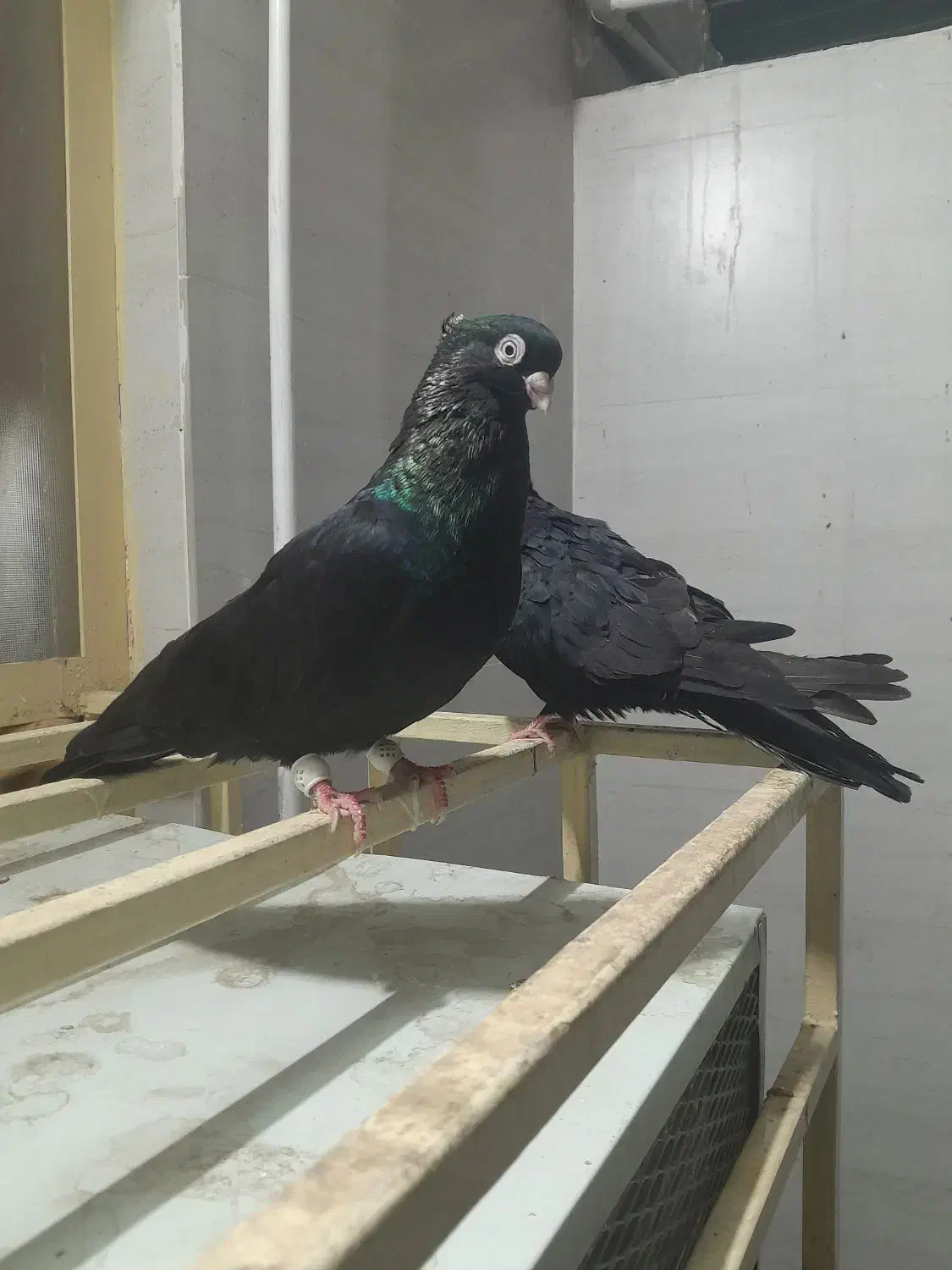 کبوتر صرب|پرنده|باغ ملک, |دیوار