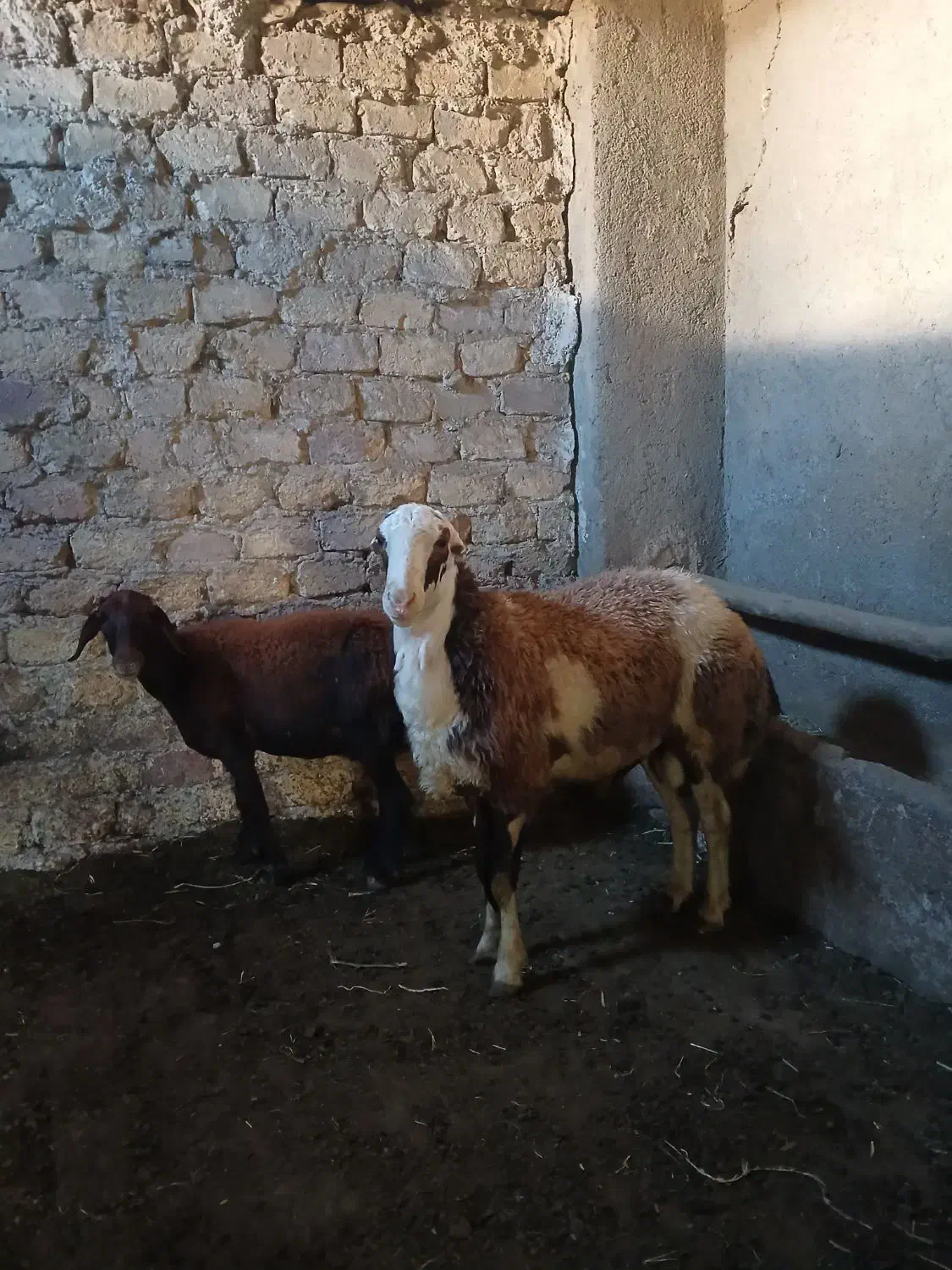 قوچ پلنگی بره گوسفند میش رون|حیوانات مزرعه|قره چای, |دیوار