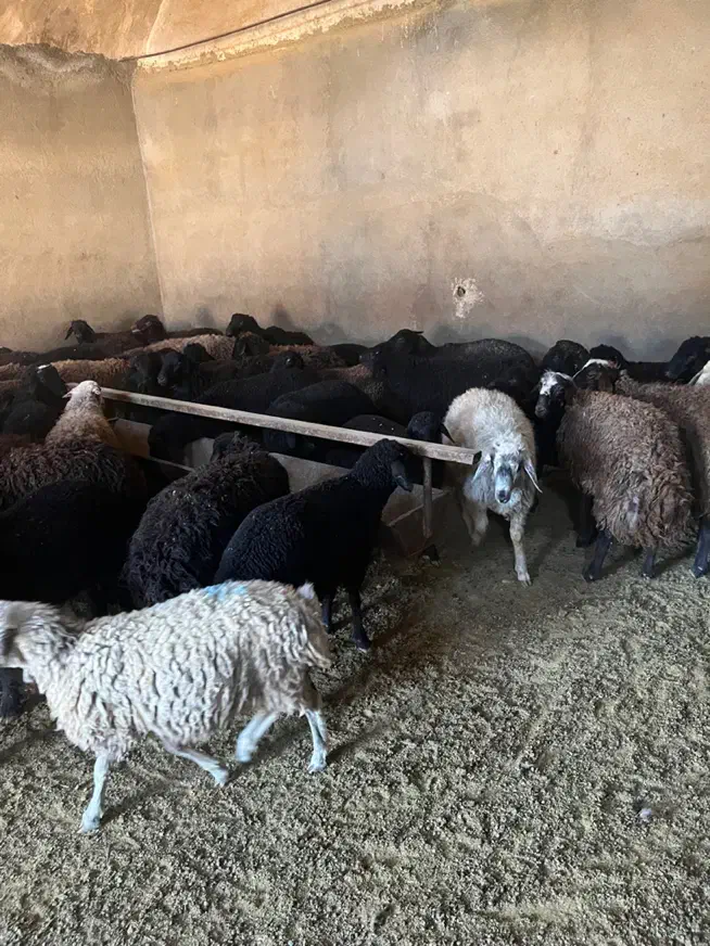 ۵۵راس بره نر و ماده بومی|حیوانات مزرعه|قم, شهرک امام حسین|دیوار