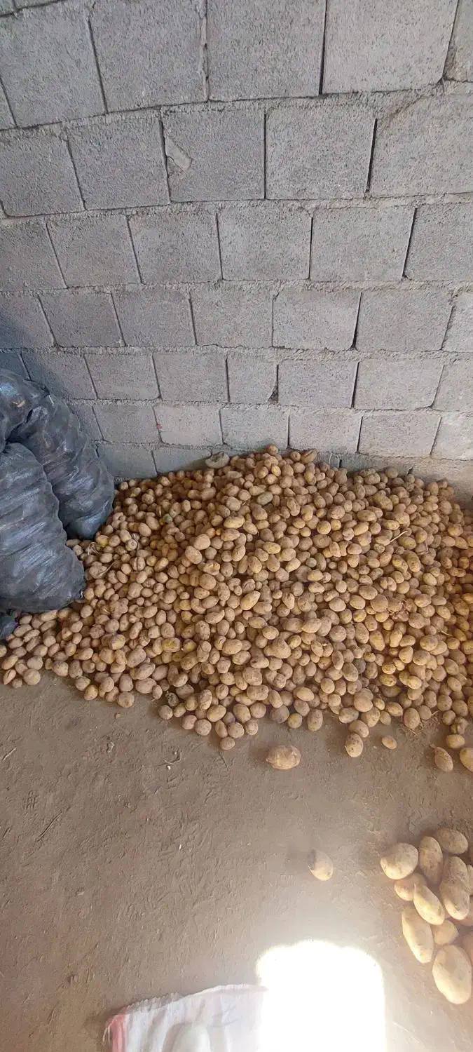 سیب زمینی اگریا بذری|عمدهفروشی|داران, |دیوار