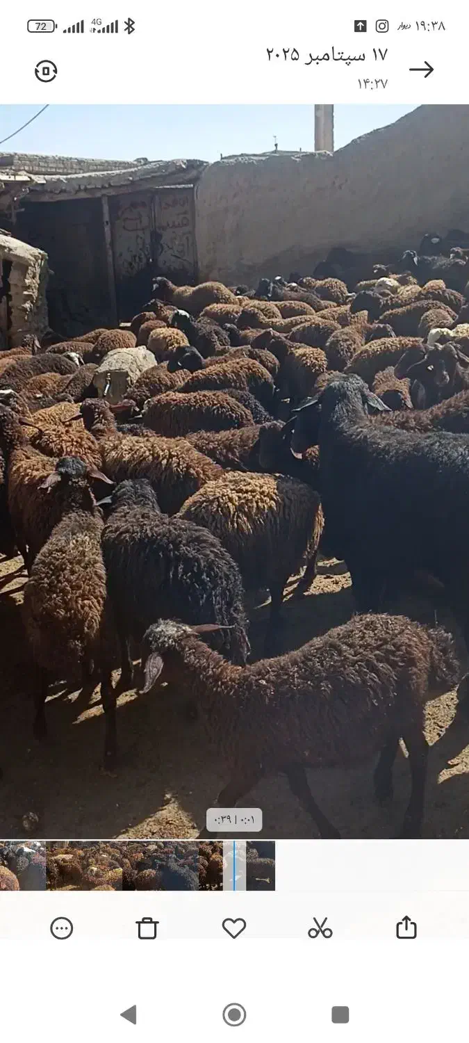 بره چاق وبره لاغر پرواری گوساله وگوشت|حیوانات مزرعه|جعفرآباد, |دیوار