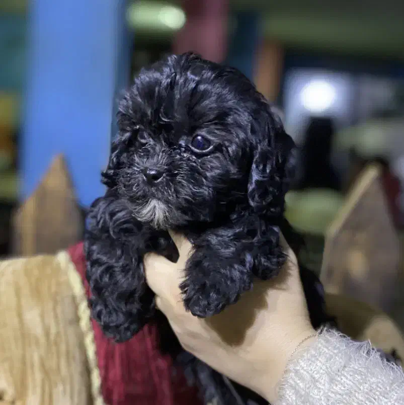 توله توی پودل جیبی عروسکی پامر پامرانین|سگ|اصفهان, خانه اصفهان|دیوار