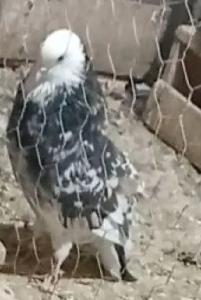 کفتر|پرنده|سلطانیه, |دیوار