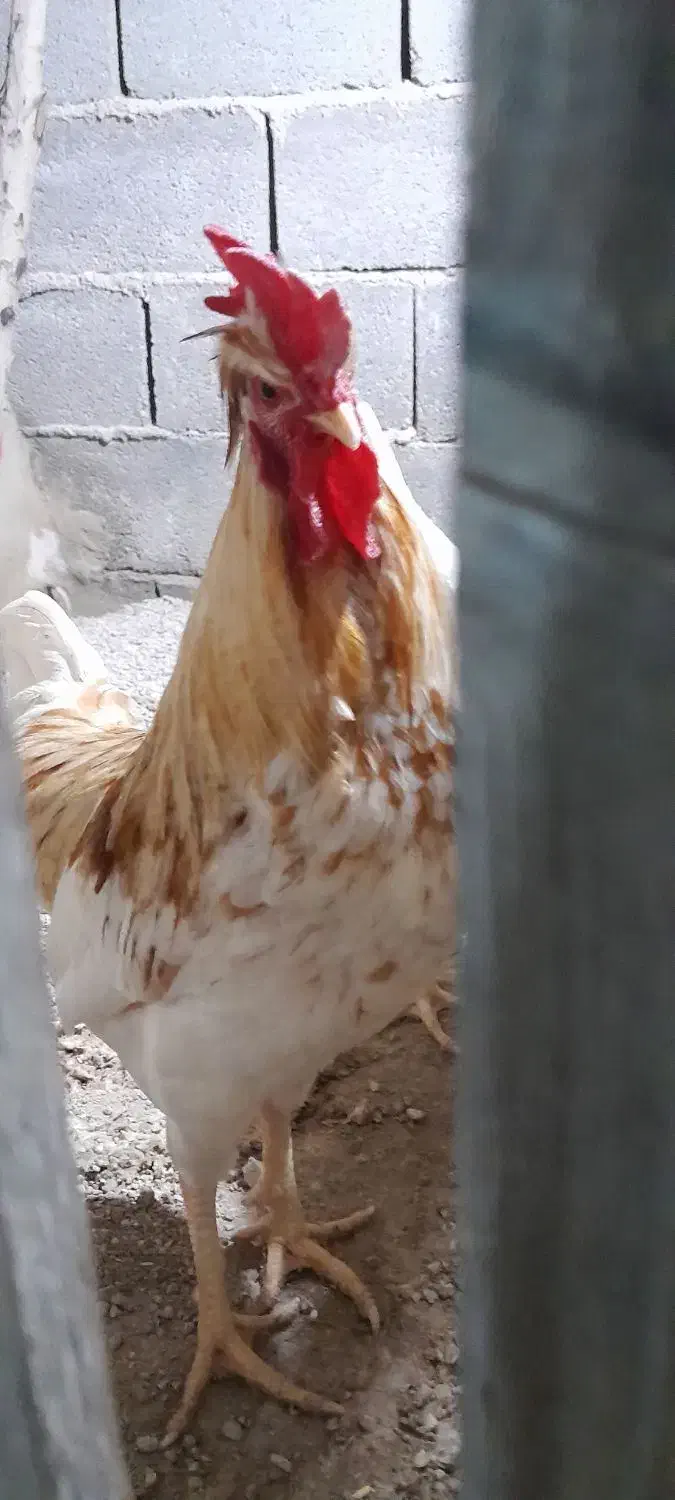 خروس|حیوانات مزرعه|بندرعباس, |دیوار