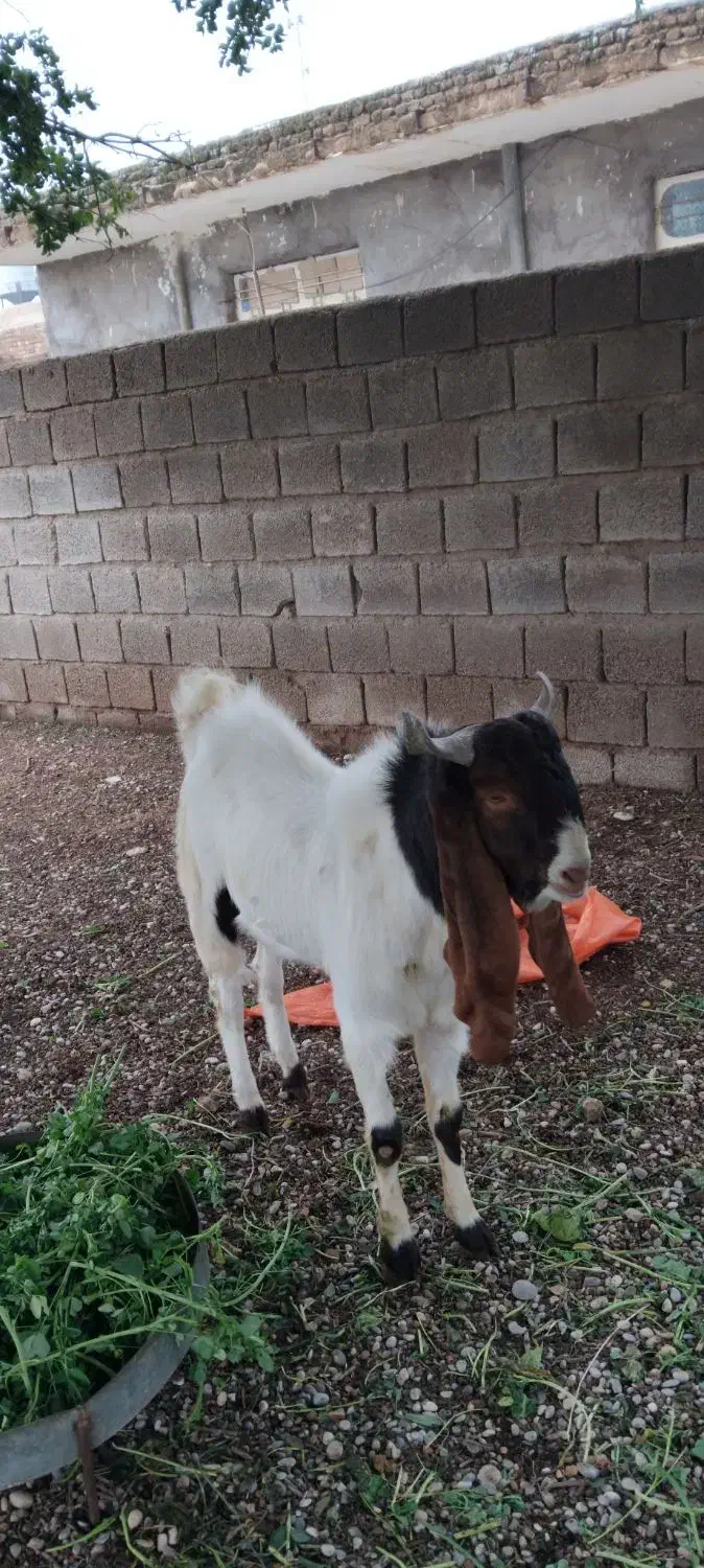 فروش|حیوانات مزرعه|گتوند, |دیوار