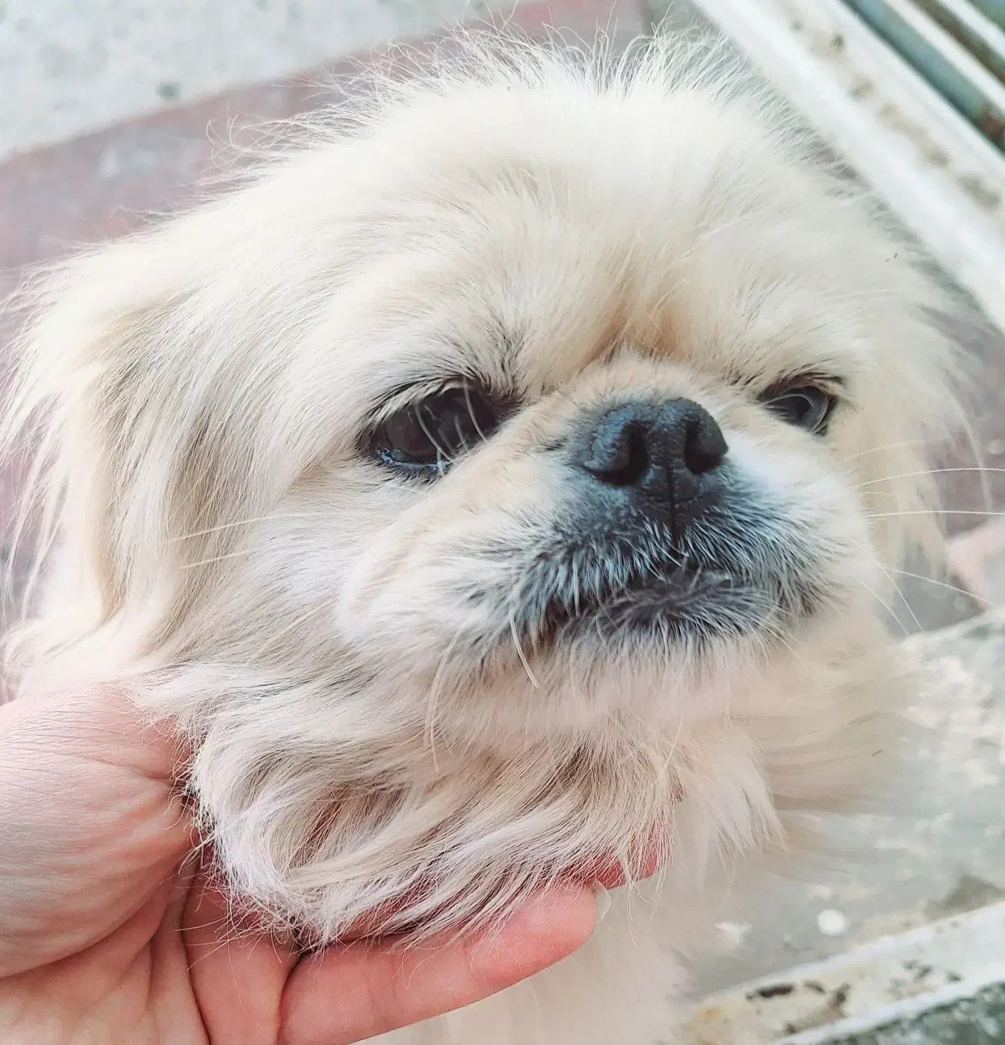 هاپوی خوشگل|سگ|کرمان, |دیوار