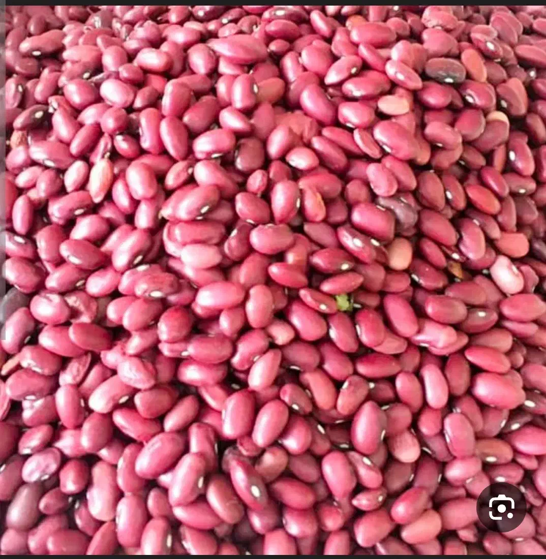 لوبیا قرمز درجه یک|خوردنی و آشامیدنی|شیراز, رکنآباد|دیوار