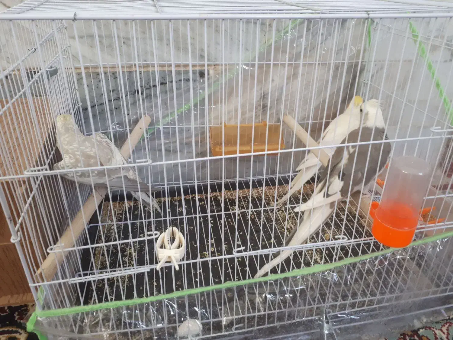 عروس هلندی|پرنده|بیرجند, |دیوار