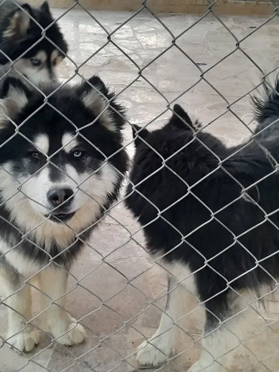 سگ هاسکی|سگ|خمینیشهر, |دیوار