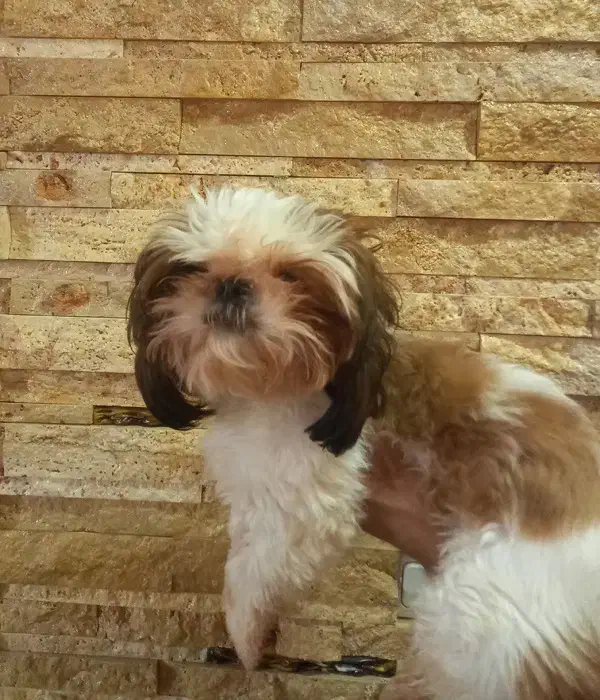 شیتزو ماده -  صورتش سوپر فلت -  با قیمت مناسب|سگ|پردیس, فاز ۳|دیوار