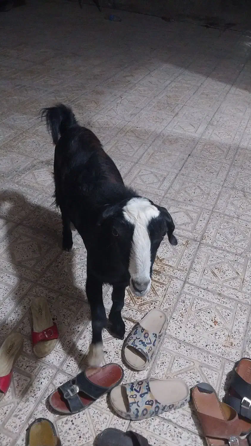 چپشت چاق|حیوانات مزرعه|میناب, |دیوار