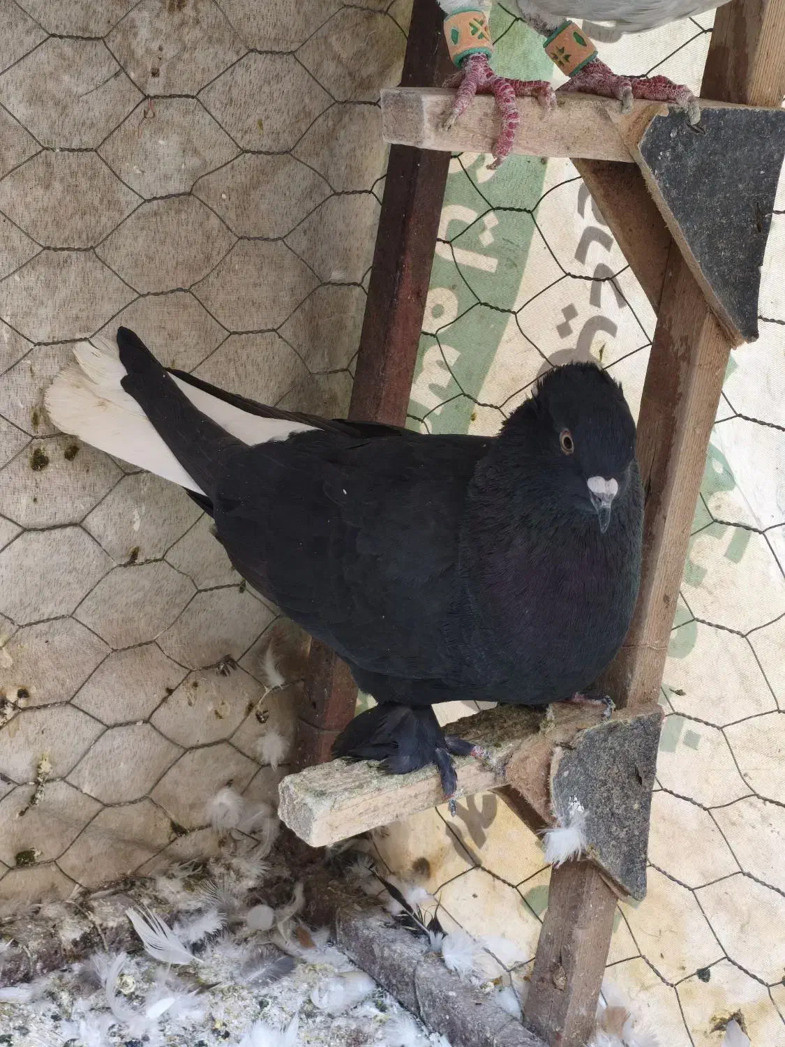 سیاه دم سفید نر شمعک تخت|پرنده|شیراز, گلکوب|دیوار